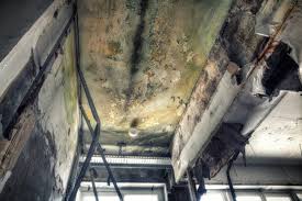 Environmental Consulting for Mold Prevention in Hampton, IL